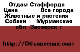 Отдам Стаффорда › Цена ­ 2 000 - Все города Животные и растения » Собаки   . Мурманская обл.,Заозерск г.